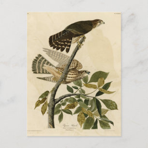 Pigeon Hawk (Merlin) - Audubon's Birds of America Postcard