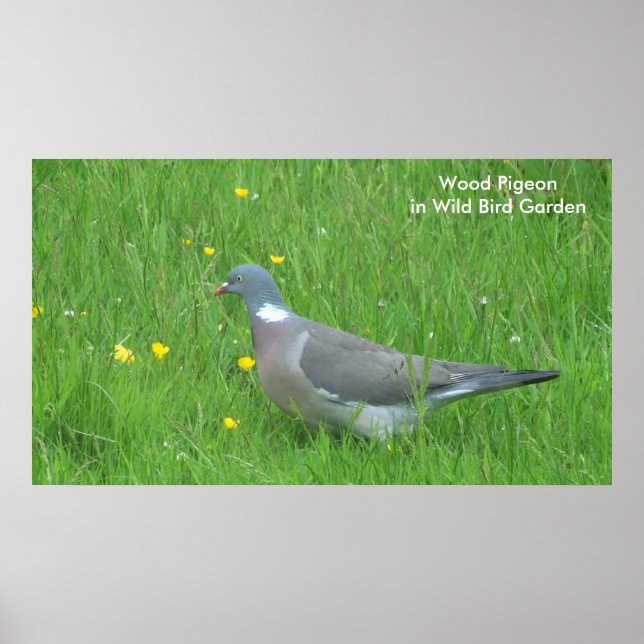 Pigeon image for poster (Front)