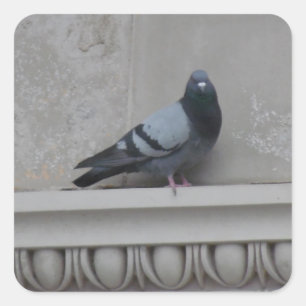 Pigeon in the City Square Sticker