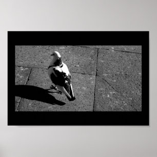 Pigeon in Venice Poster