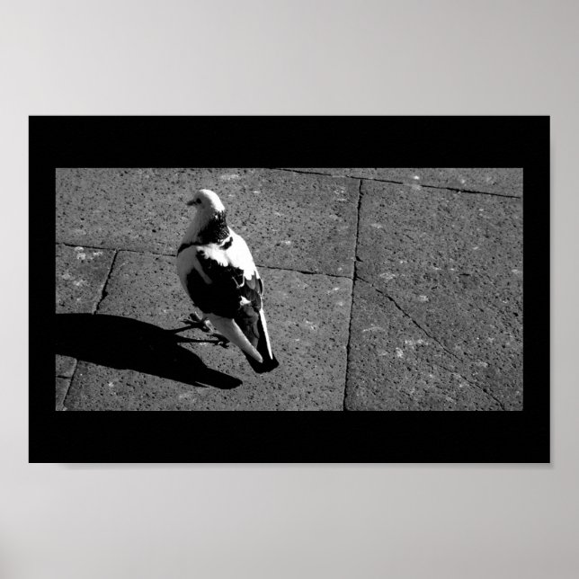 Pigeon in Venice Poster (Front)