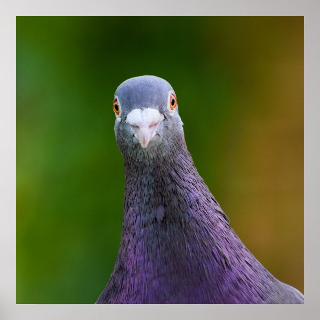 Pigeon Looking Inquisitive  Poster (Front)