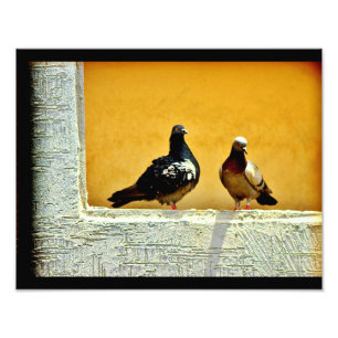 Pigeon Love Photo Print