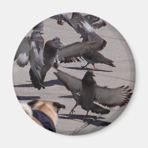 Pigeon Magnet