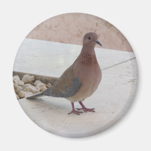 Pigeon magnet