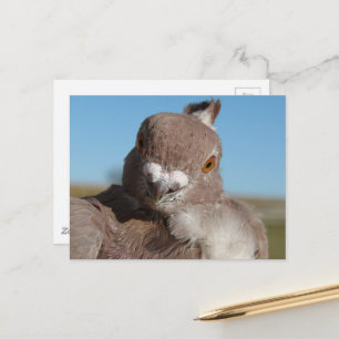 Pigeon named Mr. Pigeon Postcard