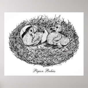 Pigeon Nest Babies Poster