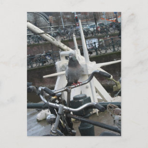 Pigeon on a Bicycle Postcard