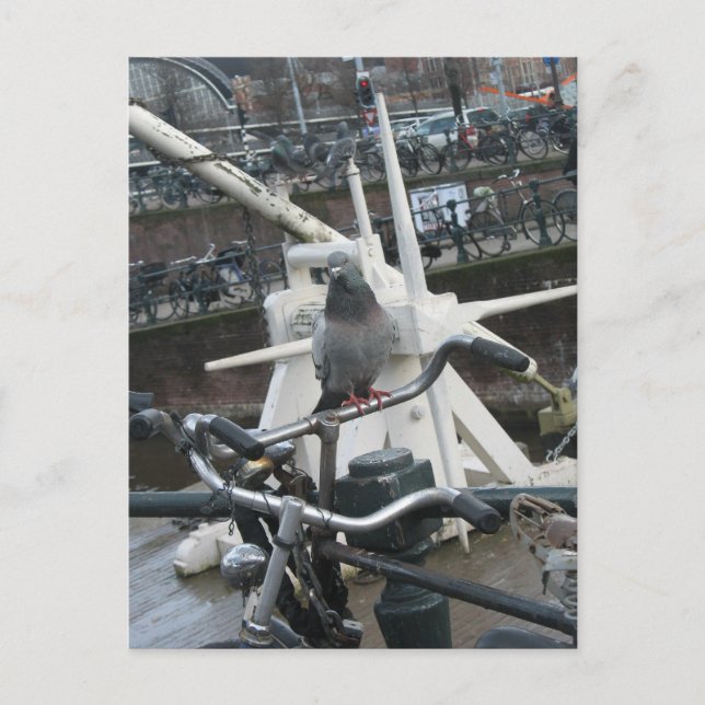 Pigeon on a Bicycle Postcard (Front)