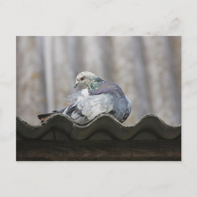Pigeon on the roof. postcard (Front)