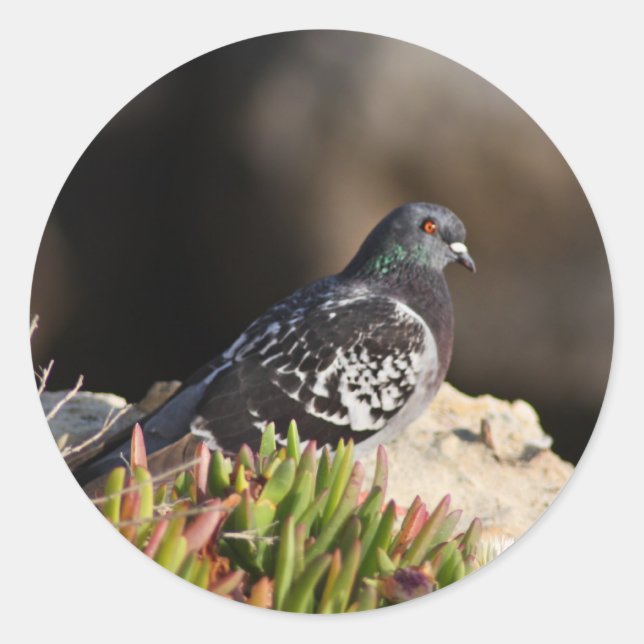 Pigeon perched on a cliff ledge classic round sticker (Front)