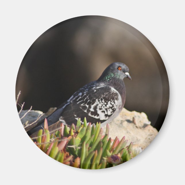 Pigeon perched on a cliff ledge magnet (Front)