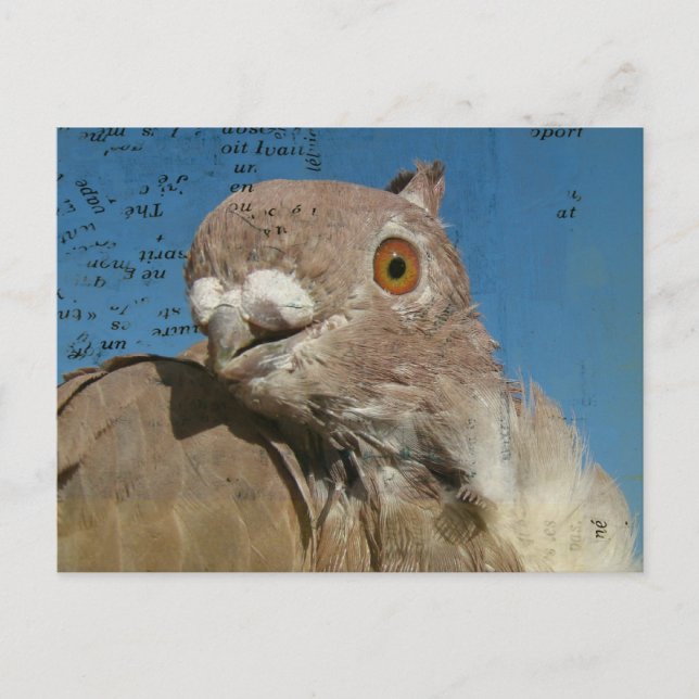 Pigeon Poetry Postcard (Front)