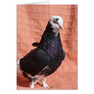 Pigeon Portrait