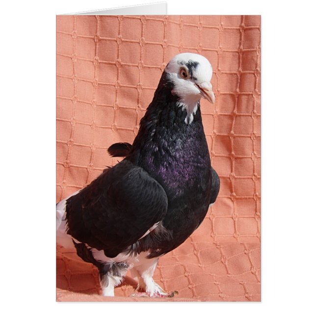 Pigeon Portrait (Front)