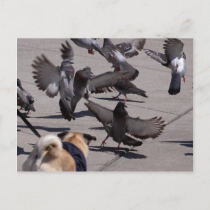 Pigeon Postcard