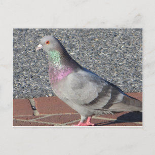 Pigeon Postcard