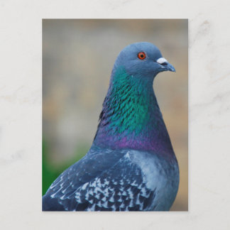 Pigeon Postcard