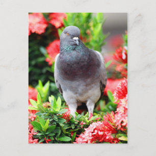 Pigeon Postcard