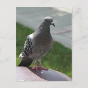 Pigeon Postcard