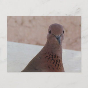 Pigeon postcard, customise postcard