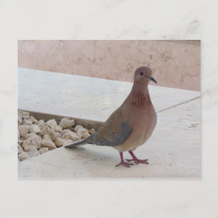 Pigeon postcard, customise postcard