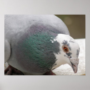 Pigeon Print