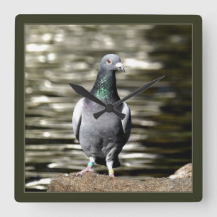 Pigeon Square Wall Clock