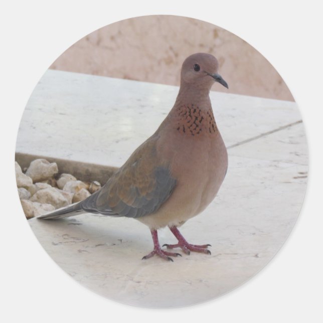 Pigeon stickers (Front)