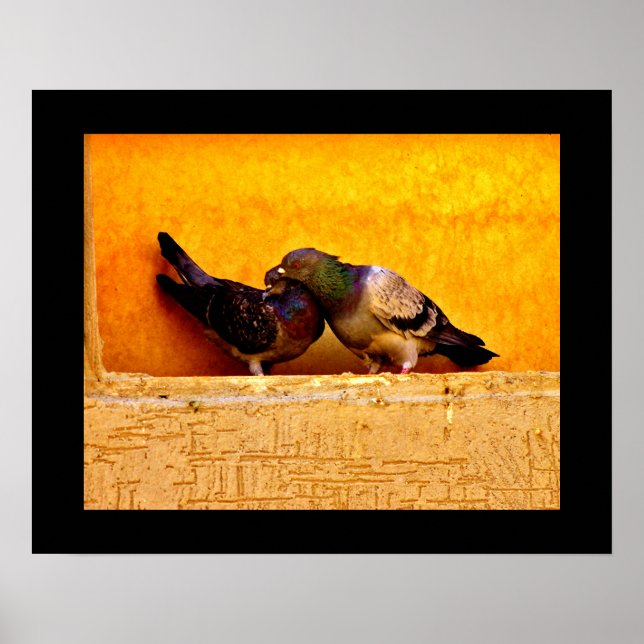 Pigeon Sweethearts Poster (Front)