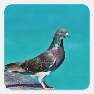 Pigeon With A View Square Sticker