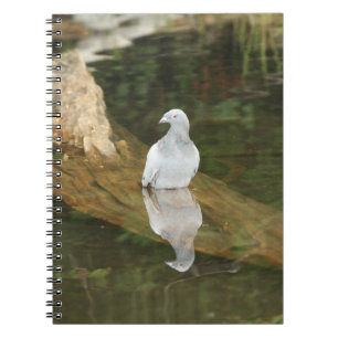 Pigeon with his reflection notebook