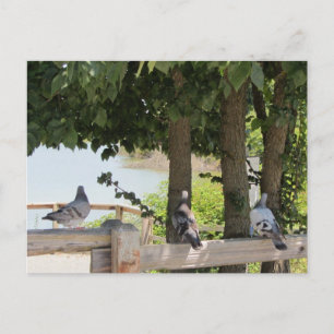 Pigeons Enjoying a View Postcard