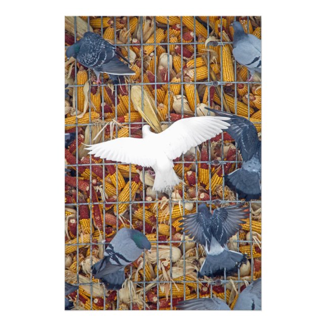 Pigeons Get the Corn Photo Print (Front)