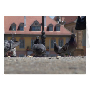 Pigeons in the City