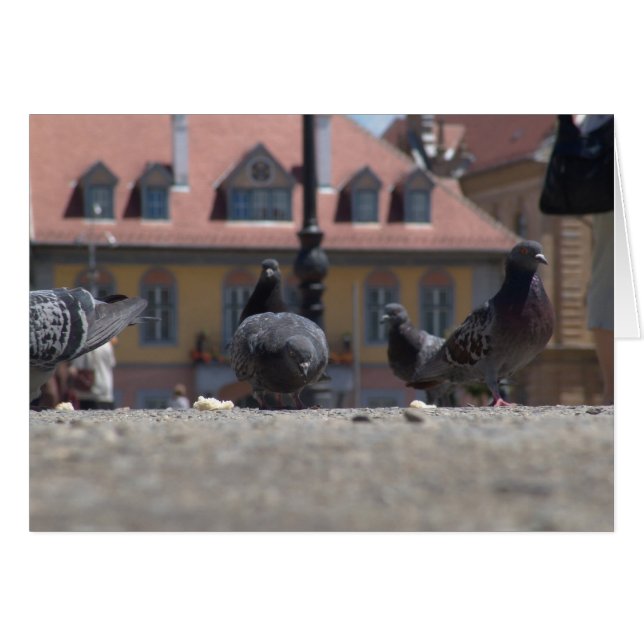 Pigeons in the City (Front Horizontal)