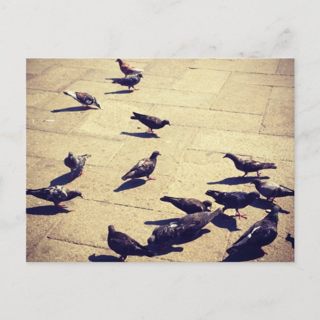Pigeons in Venice Postcard (Front)