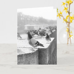 Pigeons on a Bridge Card