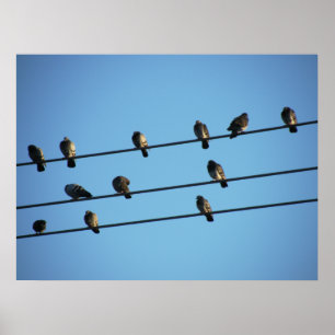 Pigeons on a Powerline Poster
