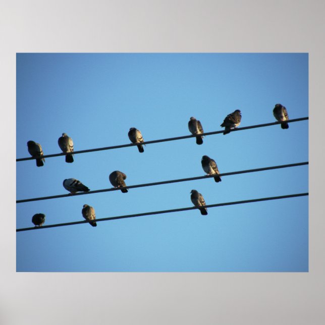 Pigeons on a Powerline Poster (Front)