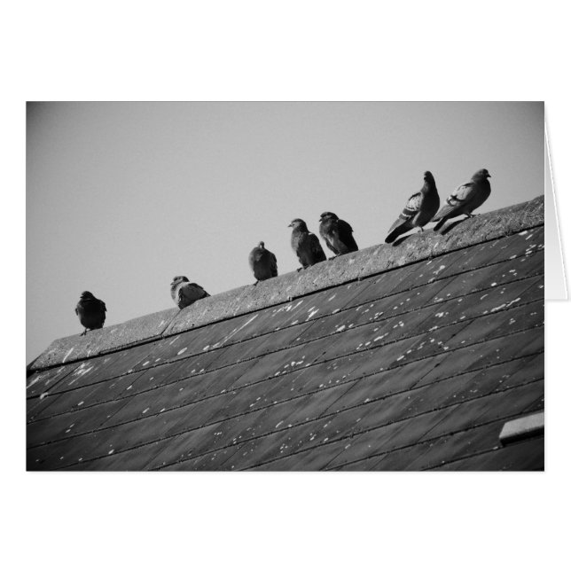 Pigeons on a Roof (Front Horizontal)