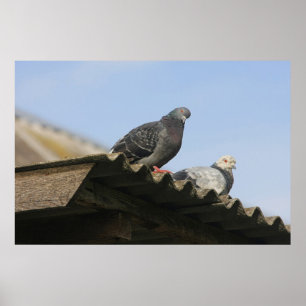 Pigeons on the roof. poster