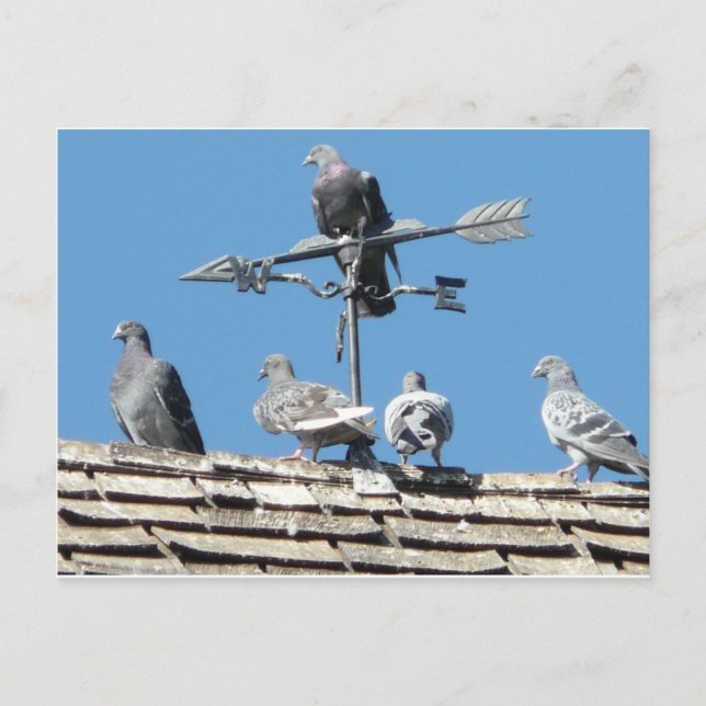 pigeons postcard (Front)