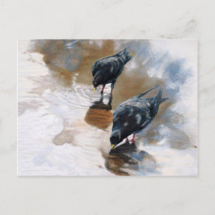 Pigeons Postcard