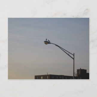 pigeons watching sunrise postcard