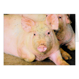 Piggy