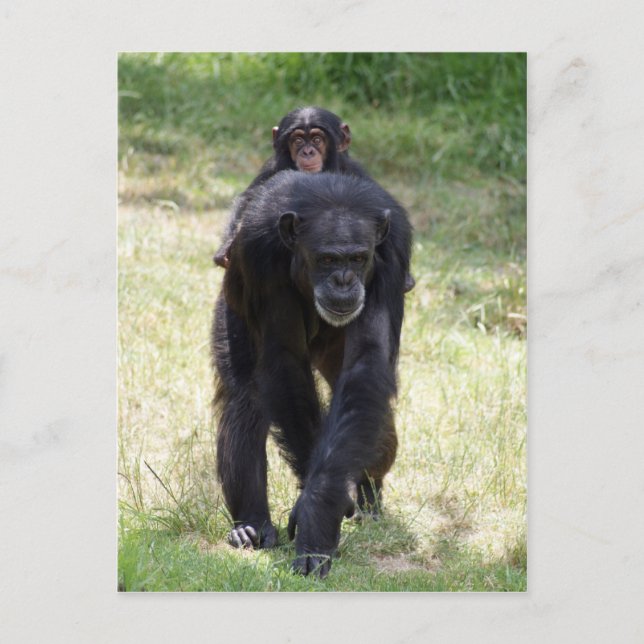 Piggy Back Mum Postcard (Front)