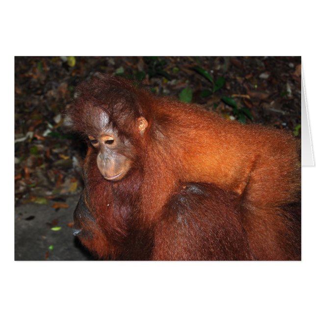 Piggy Back Ride from Orangutan Mother in Borneo (Front Horizontal)