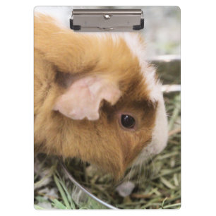 Piggy clipboard