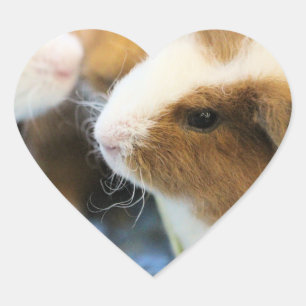 Piggy Heart Sticker